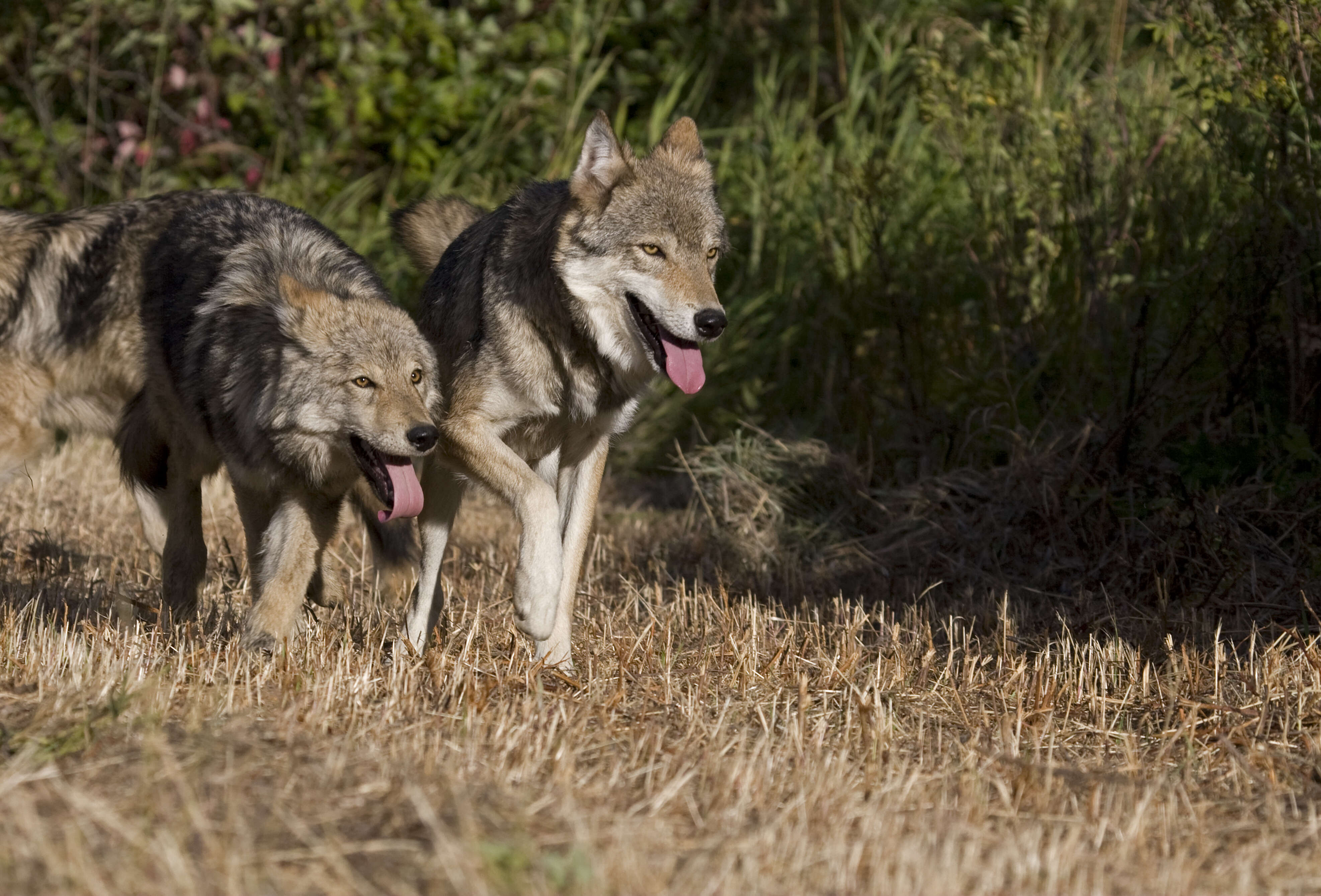 Adult gray wolf with two pups