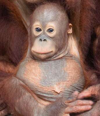 orangutan rescue