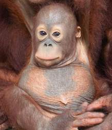 orangutan rescue