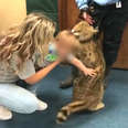 serval cat attack 