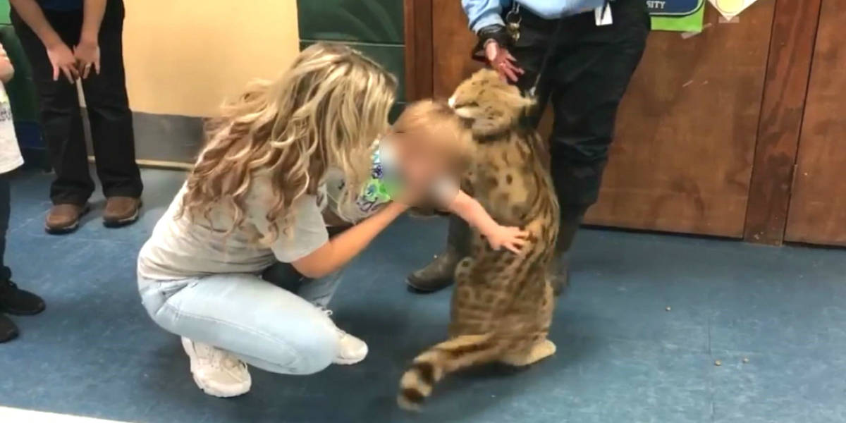 African Serval Cat Attacks Toddler At Birthday Party The Dodo