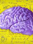 What Is the Difference Between Teen and Adult Brains?
