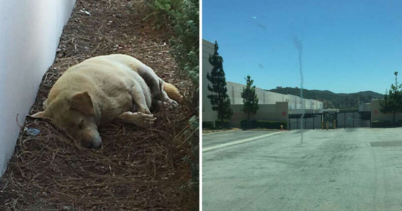 Abandoned dog found in L.A. parking lot 