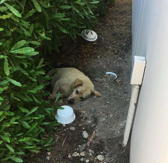 Larry the yellow lab living in a parking lot