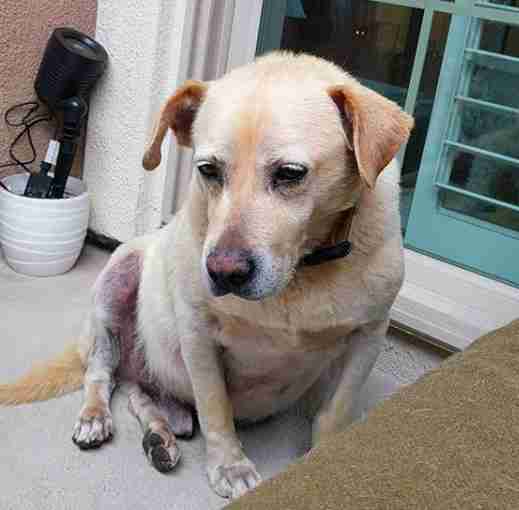 Larry the Labrador with Cushing's disease