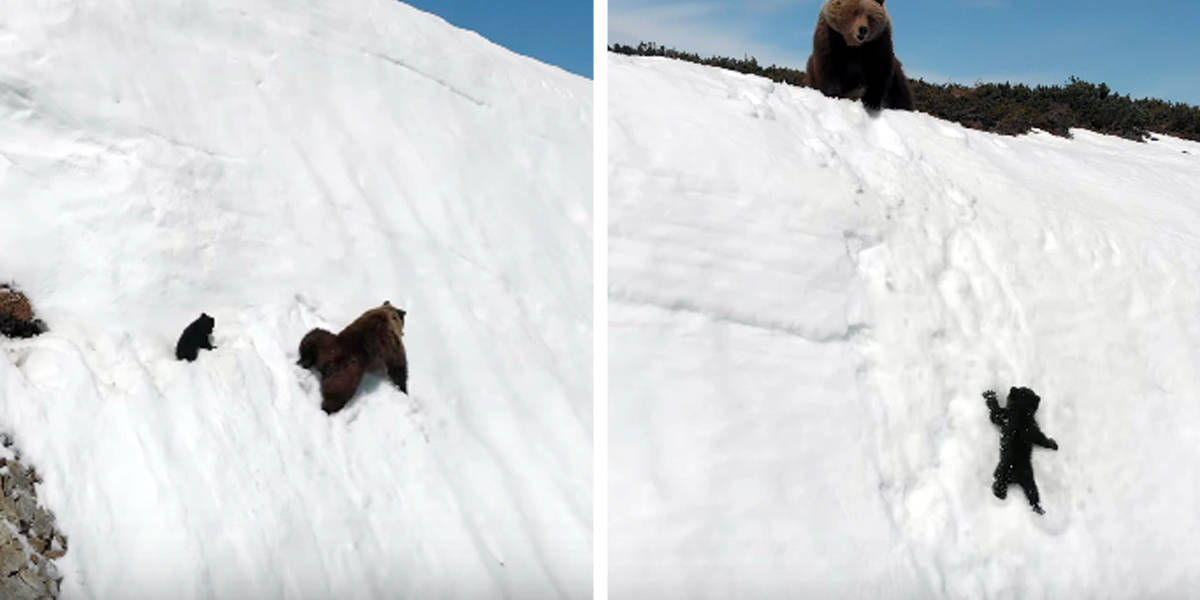 Drone Video Of Bear Cub On Snowy Mountain Is Sadder Than It Seems - The Dodo