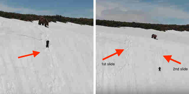 Image: https://assets3.thrillist.com/v1/image/2794432/size/tmg-article_tall;jpeg_quality=20.jpg Image result for baby bear on snow cliff