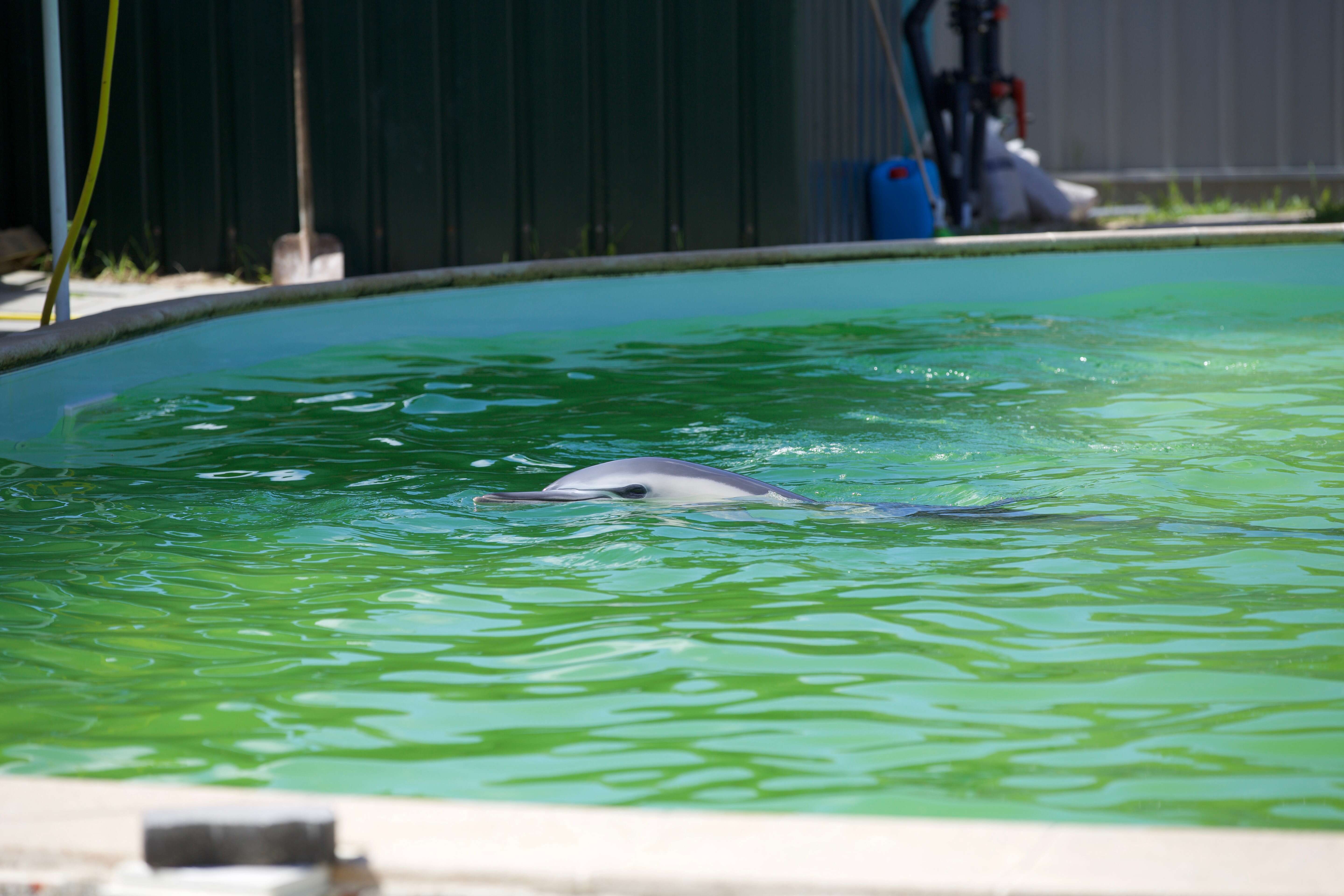 Dolphin kept in small, concrete pool