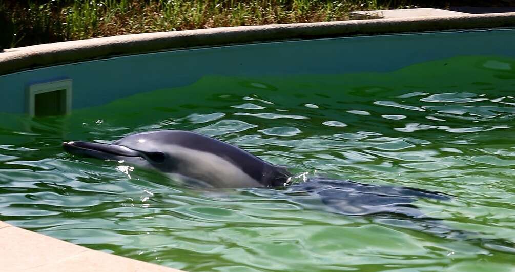 Dolphin being held in tiny, concrete pool