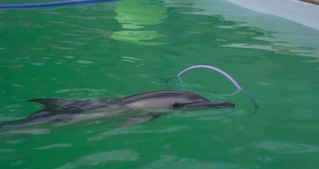 Captive dolphin playing with plastic hoop