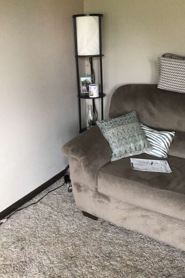 scared dog hides behind couch