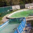 Dolphin stuck inside concrete tank