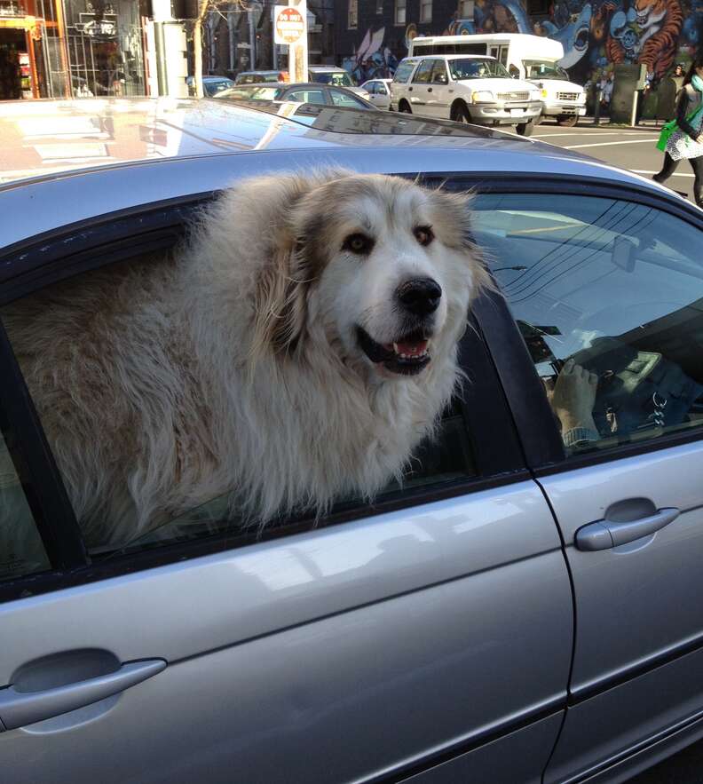 A dog sticking his head out a car window