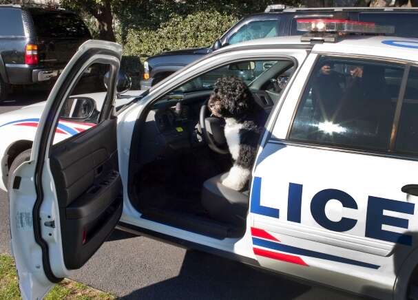 Bo Obama rides in a police cruiser