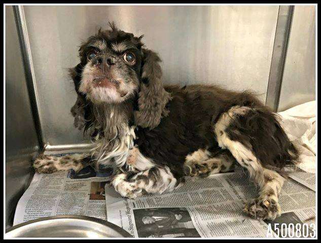 hamish cocker spaniel matted dog