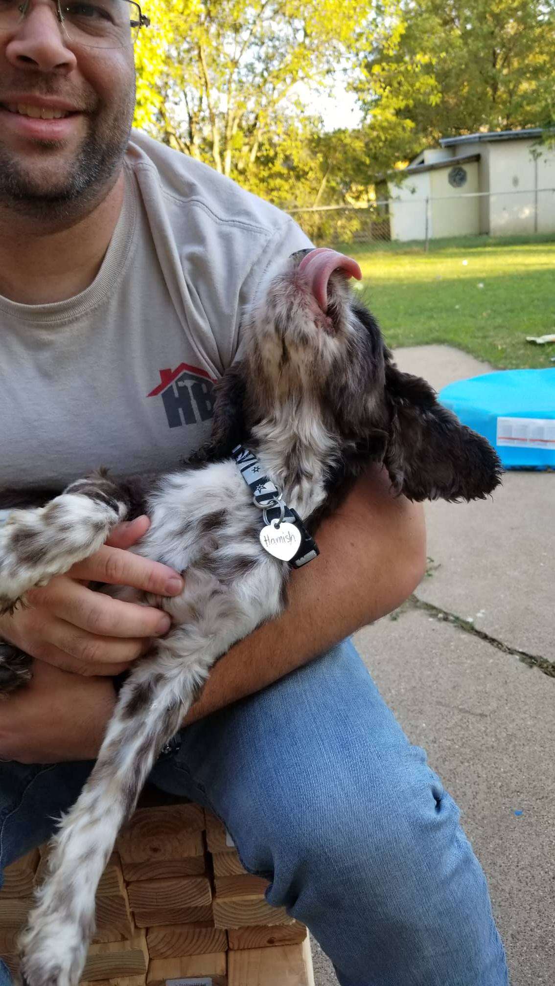 hamish cocker spaniel rescue austin san antonio