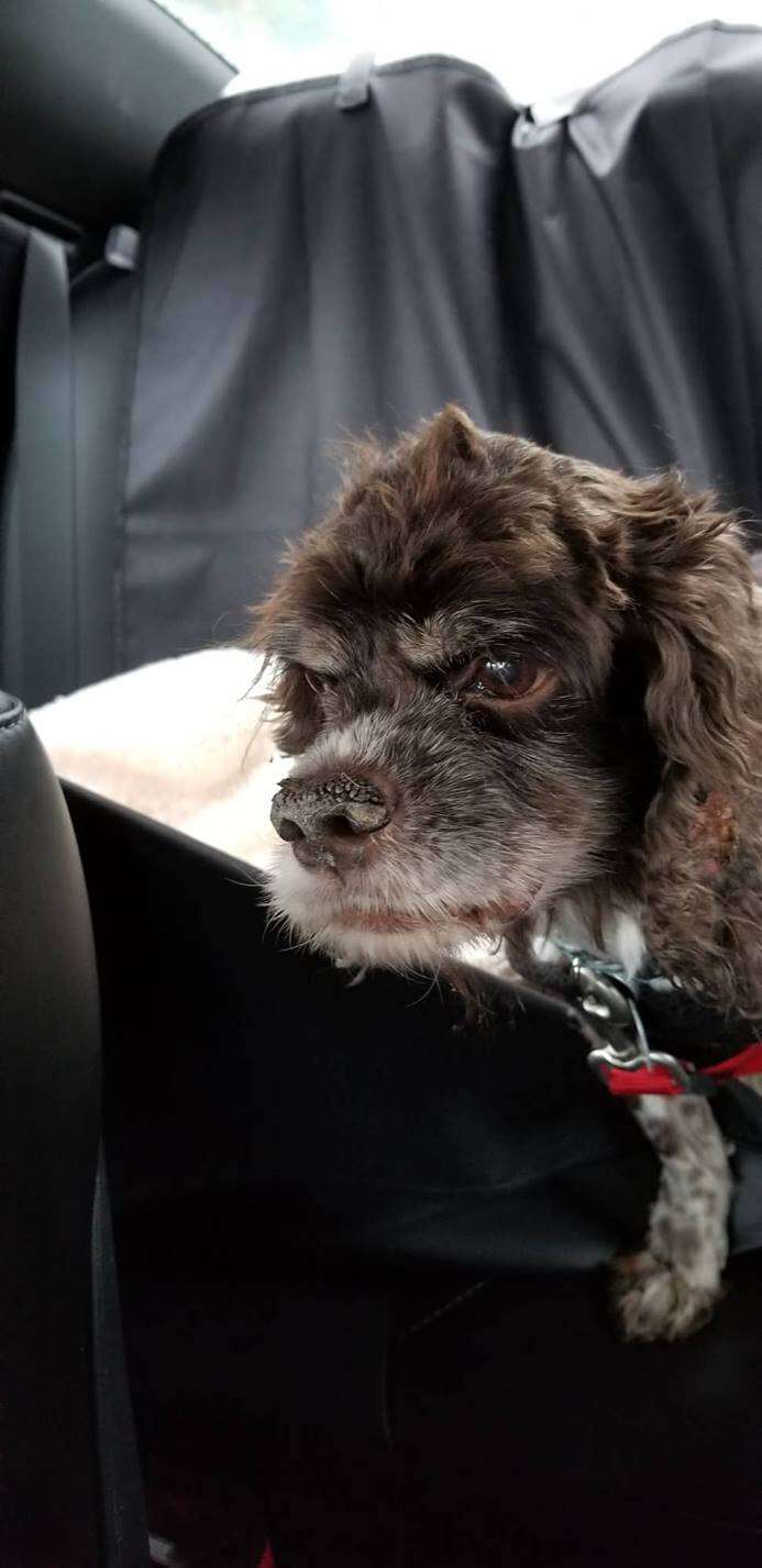 hamish cocker spaniel matted dog