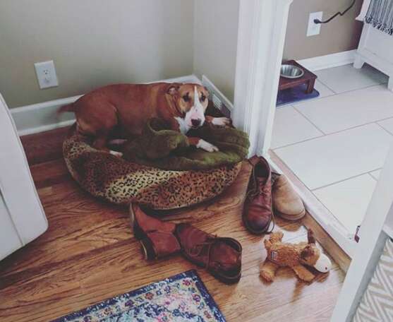 Luna the dog collects her owner's shoes for comfort