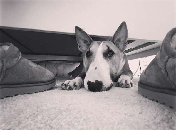 Luna the mini bull terrier steals her family's shoes