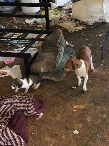 Dogs inside filthy house