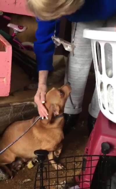 Rescuer saving dog from filthy house