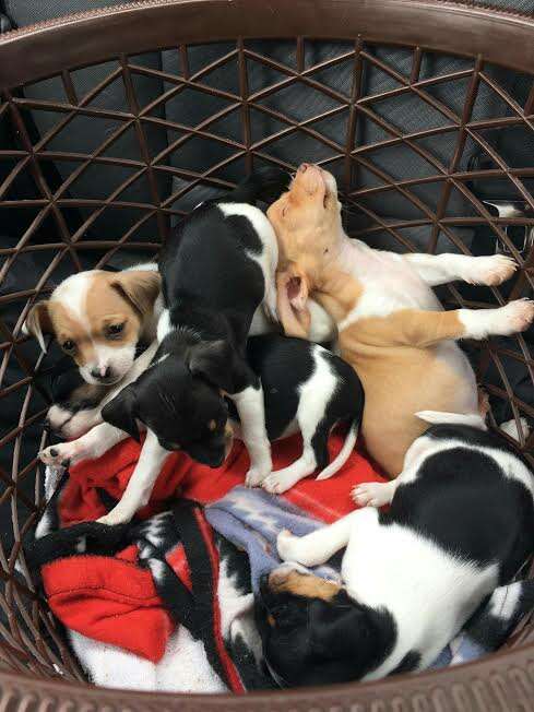 Basket of rescued puppies