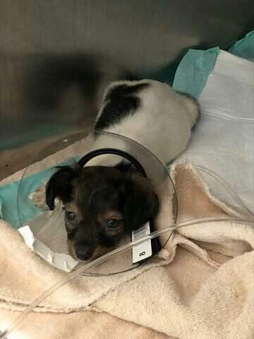 Sick puppy at vet office