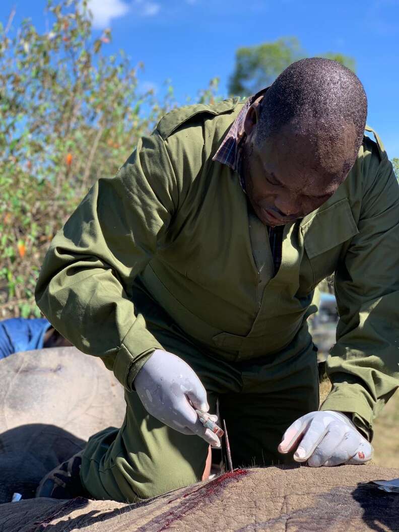 Vet removing arrow from injured elephant
