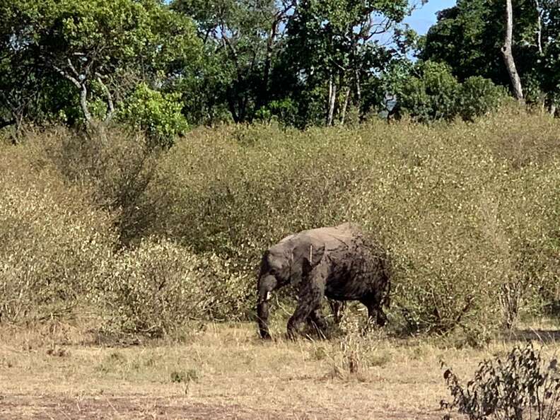 Young elephant running through bush with arrows in her body