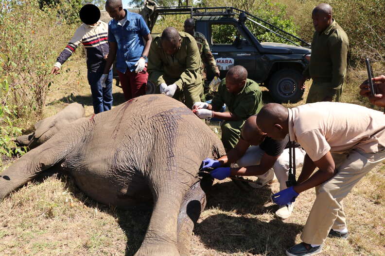 Injured elephant lying on ground