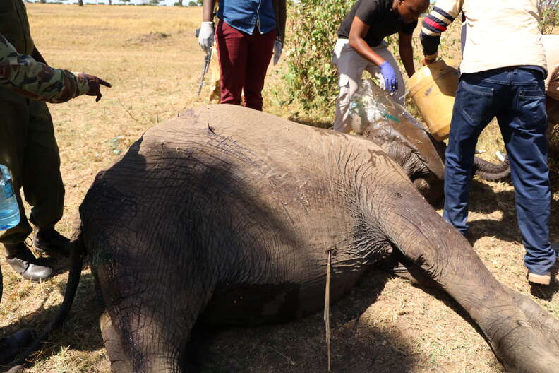 Vet team treating the injured elephant