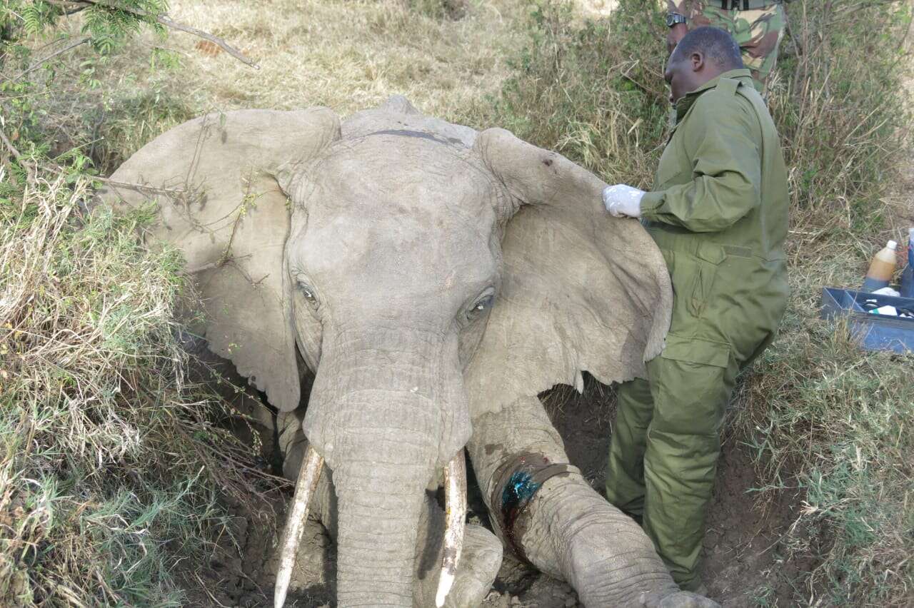 Vet team treating injured elephant