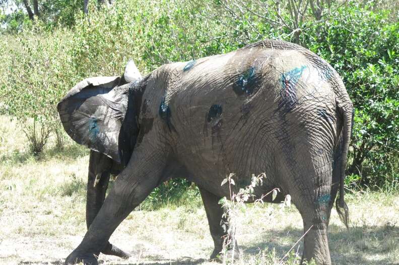 Elephant walking away after getting injuries treated