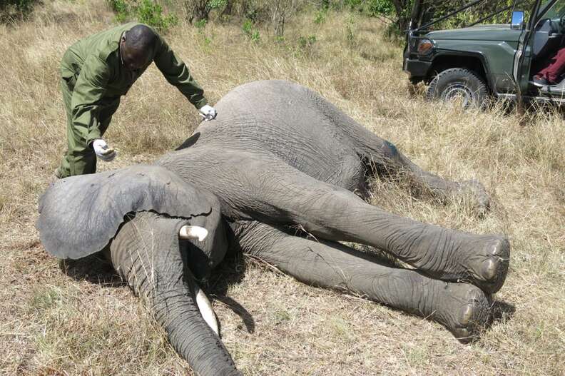 Vet treating injured elephant in Kenya