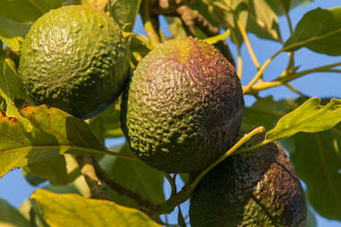 avocado