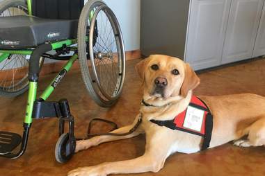Service Dogs, Inc.