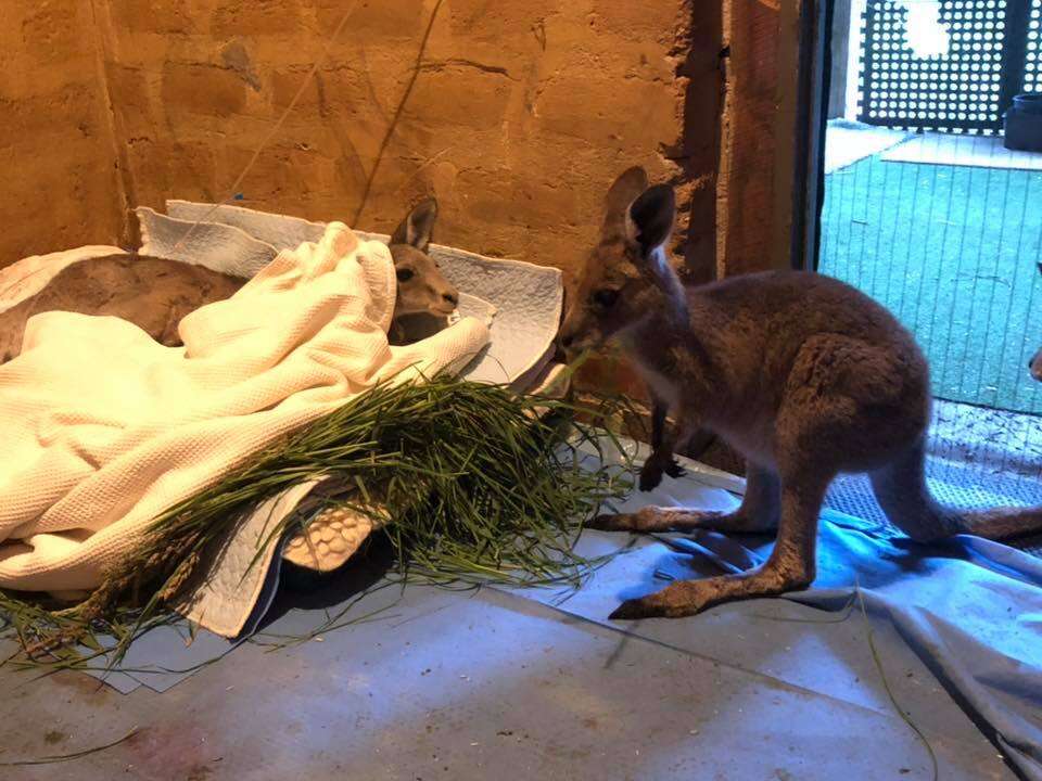 Kangaroo saved from old mineshaft in Victoria, Australia