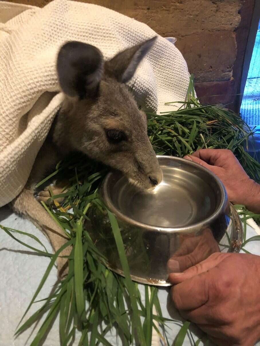 Kangaroo saved from old mineshaft in Victoria, Australia