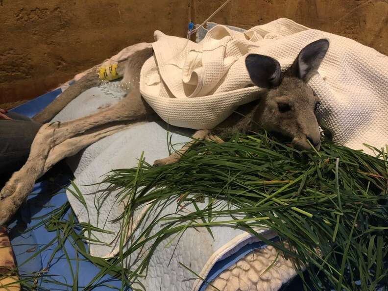 Kangaroo saved from old mineshaft in Victoria, Australia