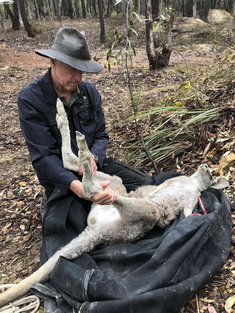 Kangaroo saved from old mineshaft in Victoria, Australia