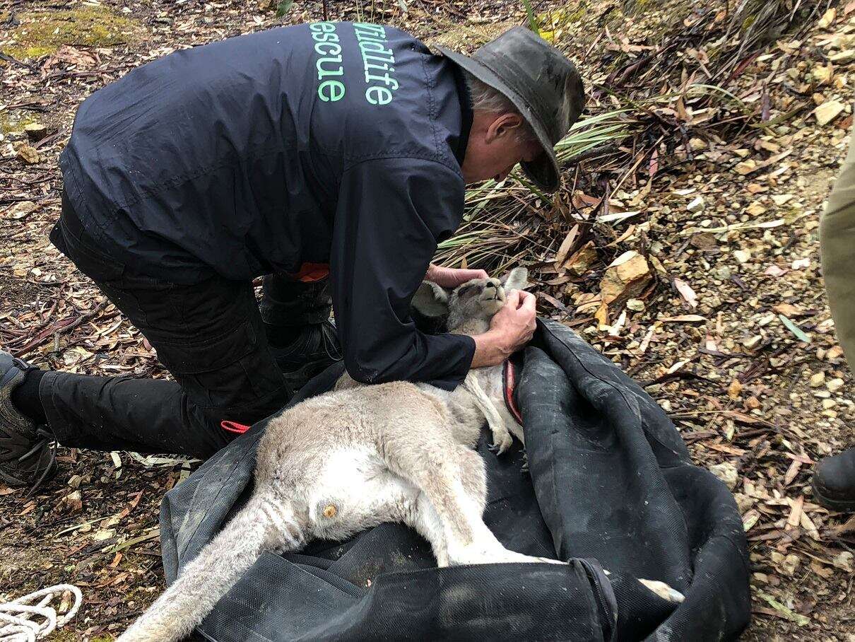 Kangaroo saved from old mineshaft in Victoria, Australia