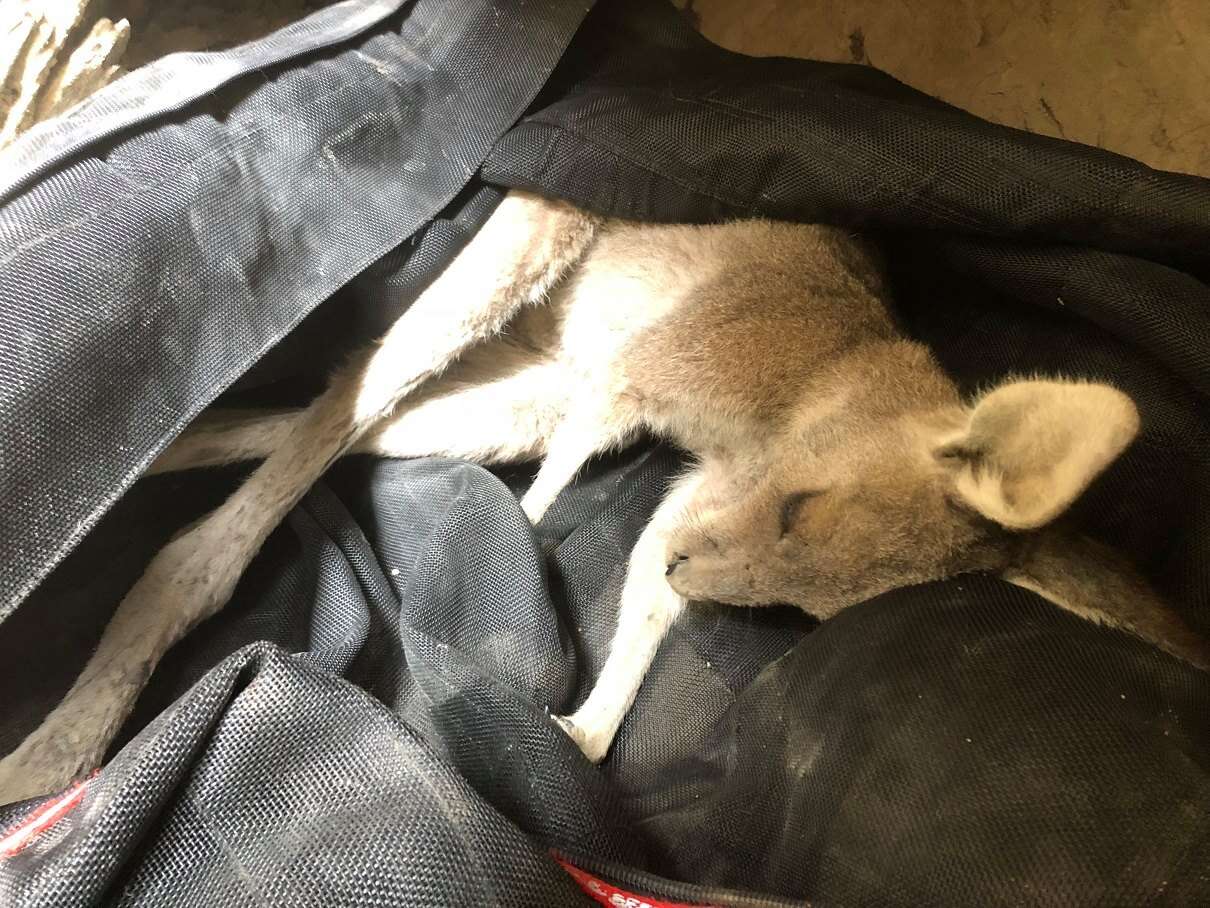 Kangaroo saved from old mineshaft in Victoria, Australia