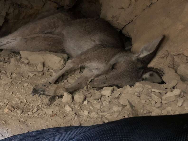 Kangaroo saved from old mineshaft in Victoria, Australia