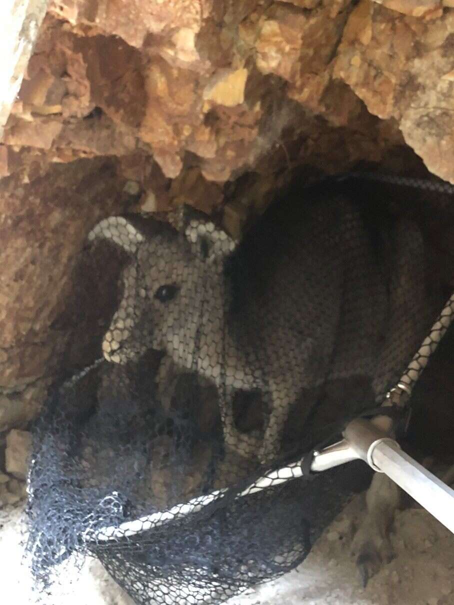 Kangaroo stuck in old mineshaft in Victoria, Australia