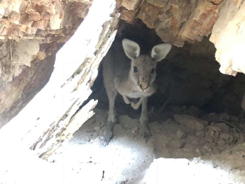 Kangaroo stuck in old mineshaft in Victoria, Australia