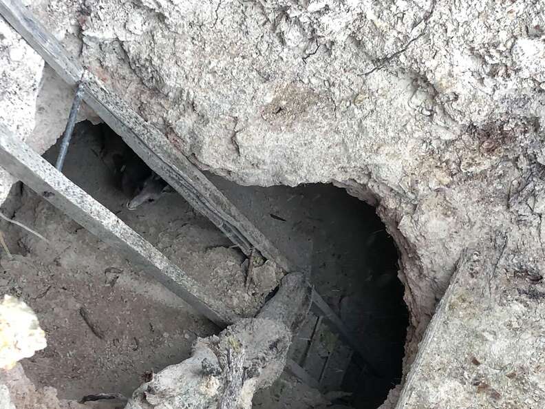 Kangaroo stuck in old mineshaft in Victoria, Australia