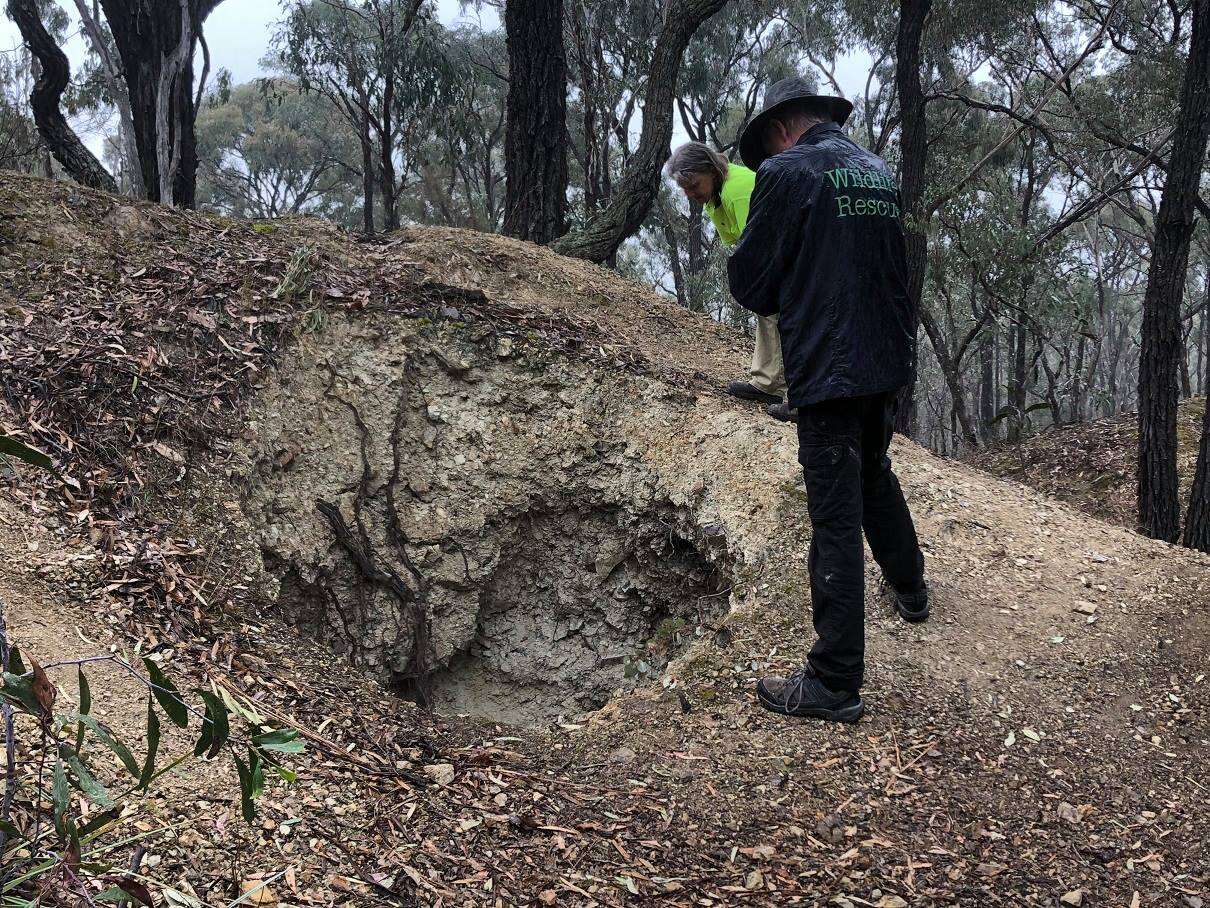 Men coming to rescue kangaroo stuck in old mineshaft in Victoria, Australia