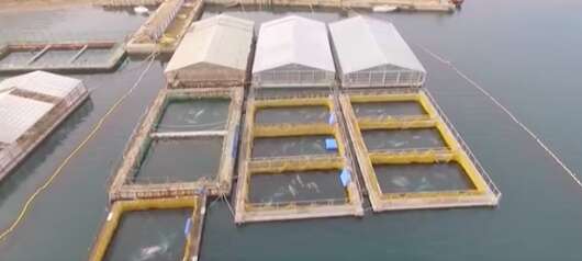 Belugas inside sea pens in Russia