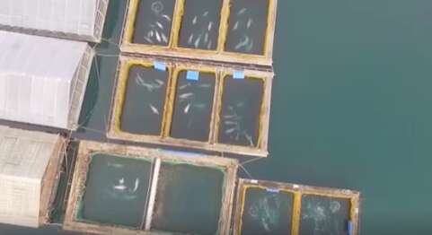 Belugas inside sea cages