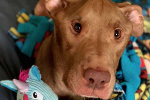 Dog Who Wasn't Supposed To Survive Is Completely Transformed By Love